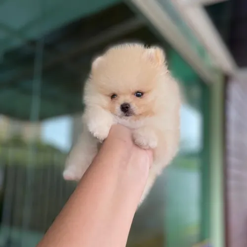 Lulu da Pomerânia de Bolso é Aqui!!