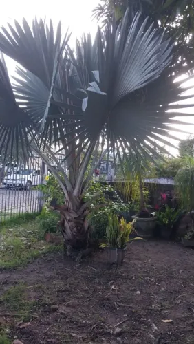 Planta Palmeira azul
