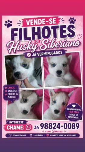Husky siberiano 