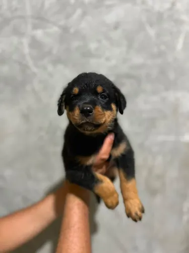 Rottweiler