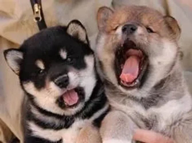 Shiba Inu Filhotes