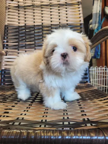 Shihtzu