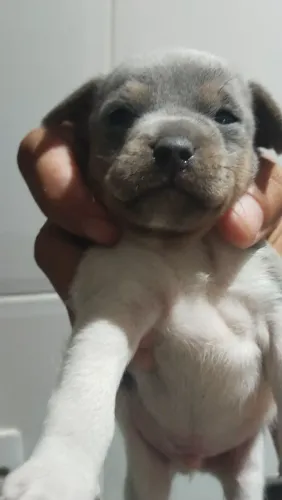 Fox Paulistinha