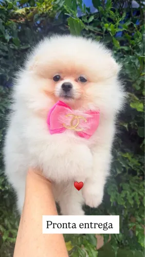 Lulu da pomerania