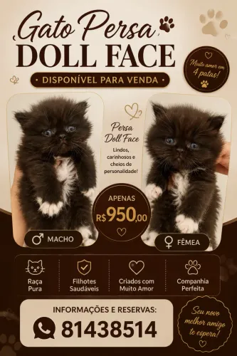 Gato persa disponível fêmea e macho
