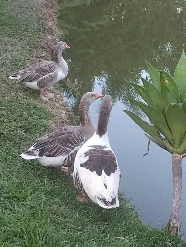 Gansos