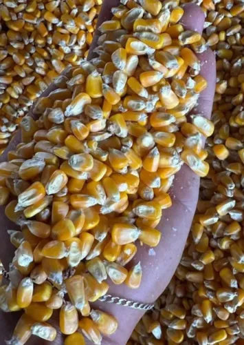 Milho em Grãos e Fubazão e Farelo de Soja Direto da Fazenda