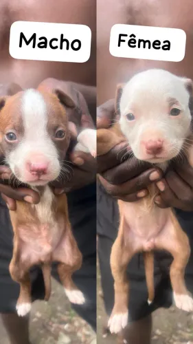 Pitbull 