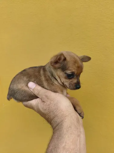 Mini pinscher