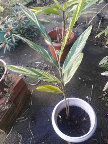 Muda de Alpinea variegata Alpinia Porto Alegre RS 