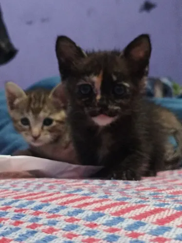 Adote Gatinhas!