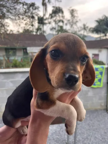 Beagle 