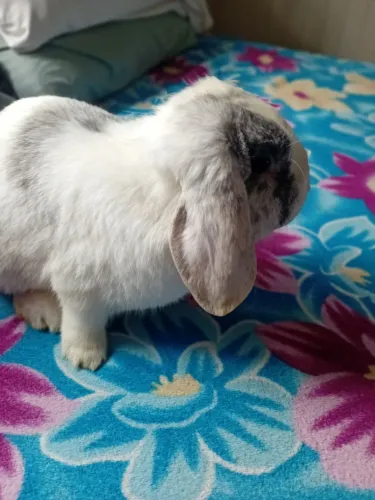 Mini lop machinho