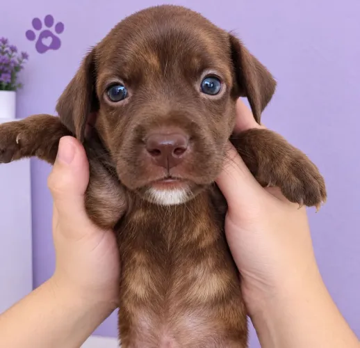 Adoção de cachorro