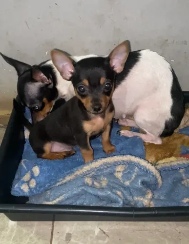 Pinscher Zero