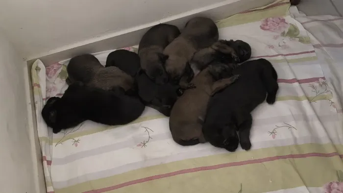 Vendas de cachorro de raça pastor belga malinoar