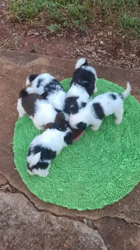 Cachorro Shitzu