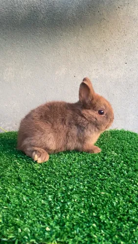 Mini coelhos