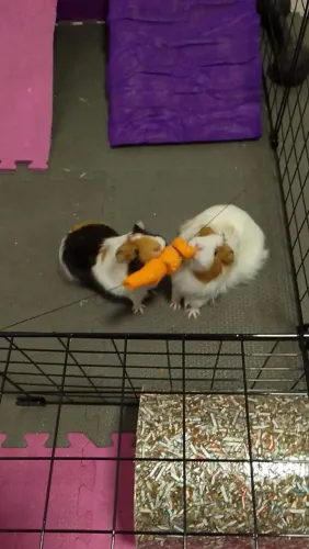 Porquinho da índia com tudo.