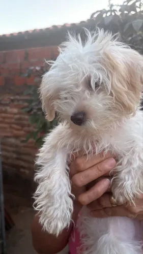 Vendo filhotes de poodle