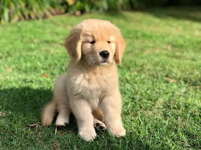 Golden retriever o presente mais fofo do dia dos namorados 