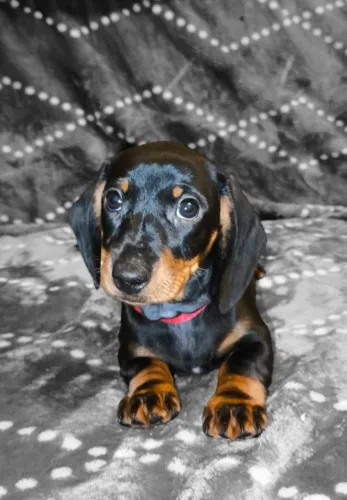 Filhotinhos dachshund/teckel/basset/salsicha/cofap brincalhão