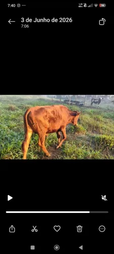 Bezerro Sindi 1/2 sangue 11meses