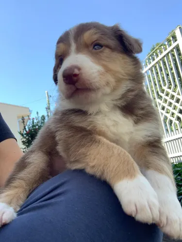 Boder collie puros paí e mãe de alta linhagem