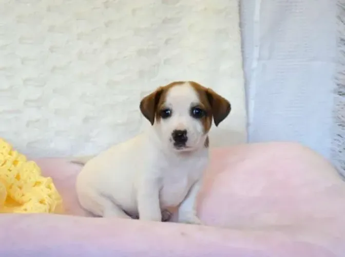 Filhotes de Jack Russell disponíveis - pronta entrega