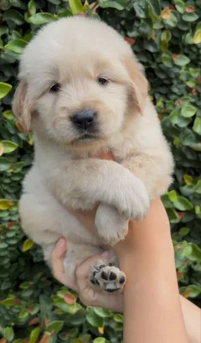 Golden retriever