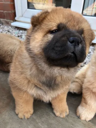 Chow Chow,Chow Chow Filhote Peludo e Pronto para um Novo Lar com Amor