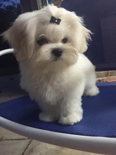 Filhotes De Maltês - Um Novo Amiguinho peludo Está Te Esperando