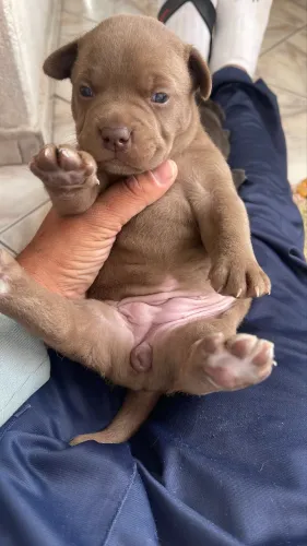 Filhote de Pitbull
