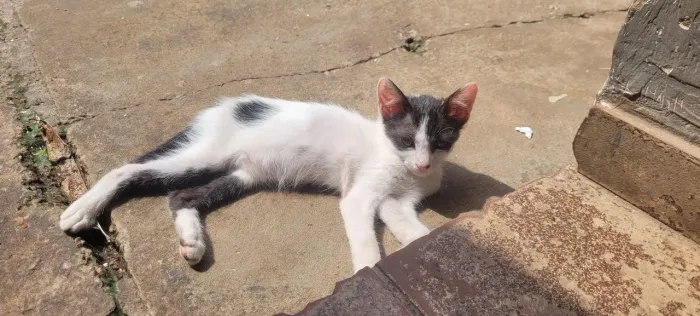 Doaçao gato