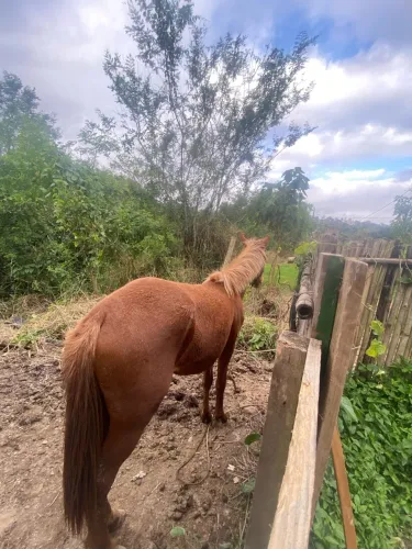 Cavalos