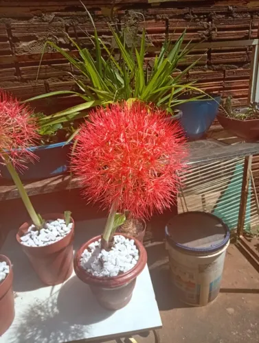 Flor
