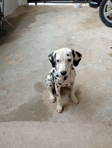 Vendo cachorro da raça Dálmata femia já vacinada ela tem 5 meses 