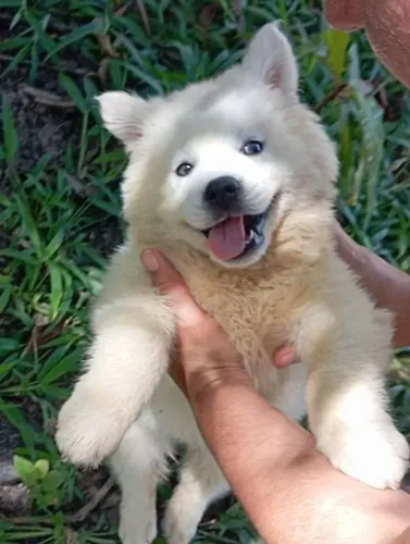 Filhotes de Husky siberiano