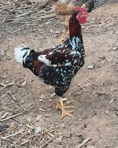 Frangos gsb