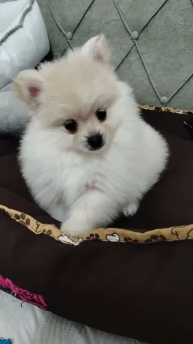 Spitz Alemão Anão 