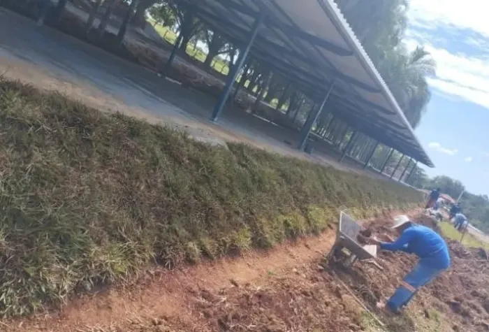 Grama Bermuda Resistente Para Área Externa