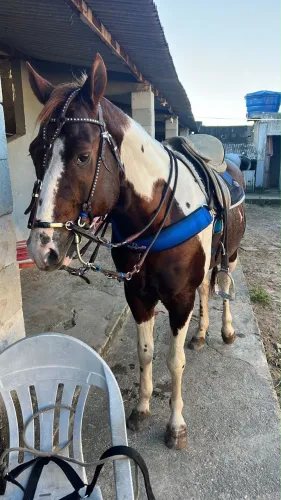 Potro paint horse
