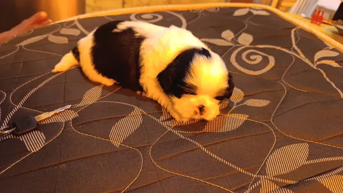 Shih tzu