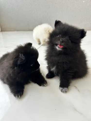 Lulu da Pomerania disponiveis