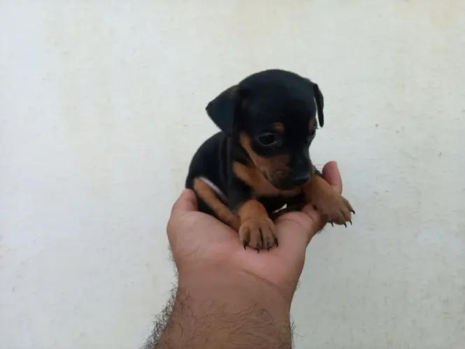 Pinscher Zero