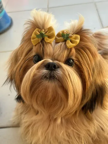 Shih tzu fêmea 