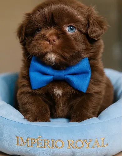 Shihtzu Machinho chocolate,olhos claros