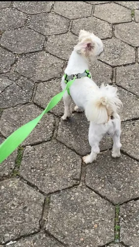 Shih Tzu ( Cruza )