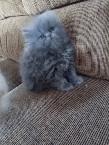 Gato Persa com olhos azuis hipnotizantes, leve para casa já