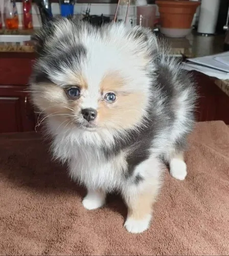 Spitz Alemão que chama atenção por onde passa